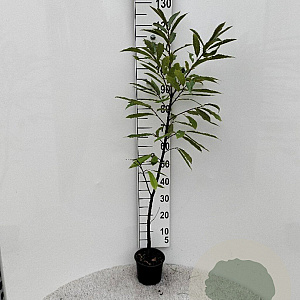 Castanea sativa 60-100 cm 2,0L