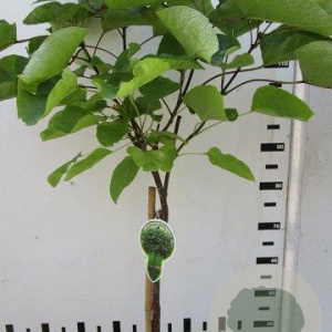 Catalpa bignonioides 'Nana' 120 cm stam 7,5L