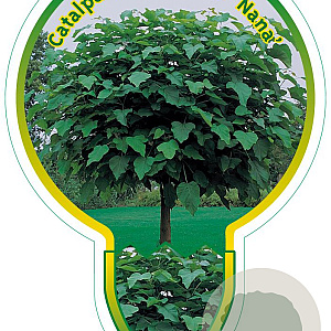 Catalpa bignonioides 'Nana' 120 cm stam 7,5L