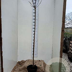 Catalpa bignonioides 'Nana' 150 cm stam 10L