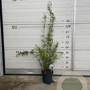 Fargesia nitida 'Black Pearl' 60-80 cm 5,0L