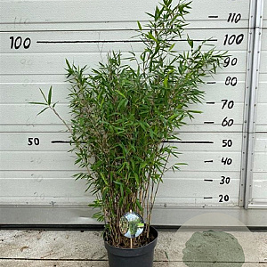 Fargesia nitida 'Black Pearl' 60-80 cm 5,0L