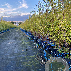 Fargesia nitida 'Black Pearl' 60-80 cm 5,0L