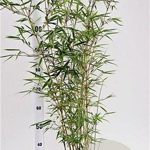 Fargesia robusta 'Campbell' 60-80 cm 5,0L
