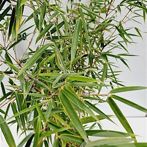 Fargesia robusta 'Campbell' 60-80 cm 5,0L