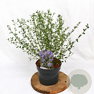 Ceanothus 'Concha' 30-40 cm 3,0L