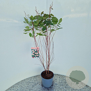 Ceanothus pallidus 'Marie Simon' 60-70 cm 2,5L