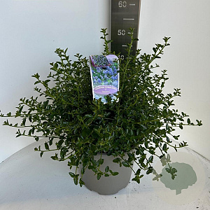 Ceanothus thyrsiflorus repens 40-50 cm 10L