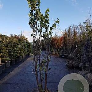 Cercis siliquastrum 350-400 cm draadkluit meerstammig op aanvraag