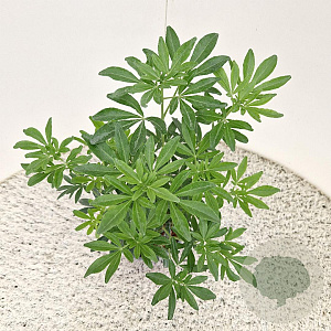 Choisya Green Fingers 35-40 cm 2,5L