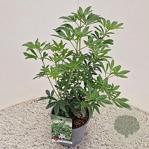 Choisya Green Fingers 35-40 cm 2,5L