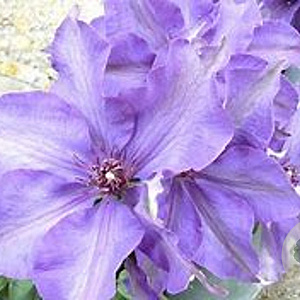 Clematis 'Alice Fisk' 80 cm rozenpot 2L