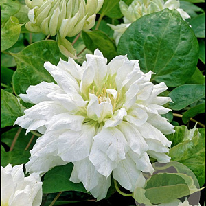 Clematis 'Duchess of Edinburgh' 80 cm rozenpot 2L