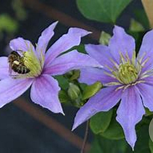 Clematis 'Justa' 80 cm rozenpot 2L
