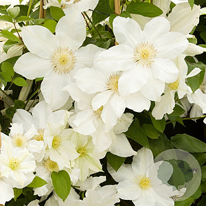Clematis 'Toki' 80 cm rozenpot 2L