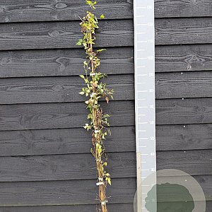 Clematis vitalba 125-150 cm 3,0L