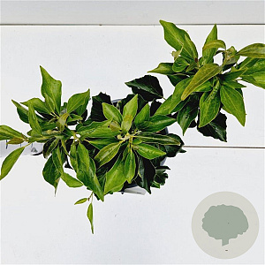 Hedera hel. 'Zorgvlied' 20-30 cm 2,5L