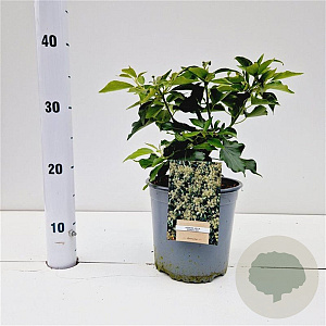 Hedera hel. 'Zorgvlied' 20-30 cm 2,5L