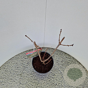 Clerodendrum trichotomum 50-60 cm 5,0L