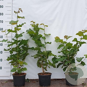 Corylus avellana 80-100 cm 2,0L