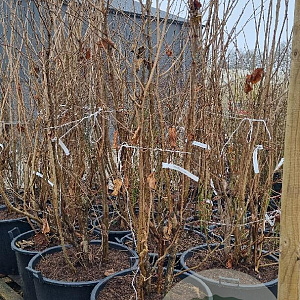 Corylus avellana 225-250 cm cont. 110L najaarspotting