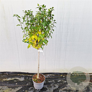 Hibiscus syr. 'Ardens' 60 cm stam 5,0L