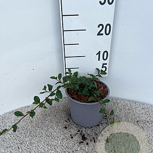 Cotoneaster dammeri 15-20 cm 2,0L