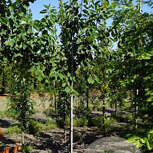 Cotoneaster ignotus 8-10 HO draadkluit