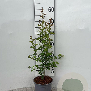Crataegus monogyna 40-60 cm 2,0L