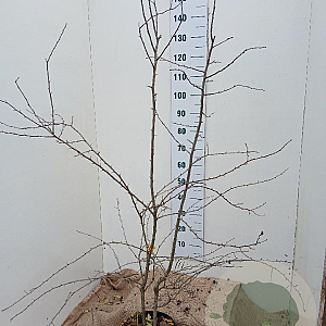 Crataegus monogyna 150-175 cm 7,5L Gestokt