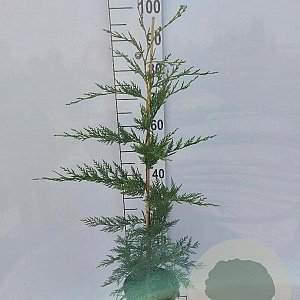 Cupressocyparis leylandii 80-100 cm 4,0L