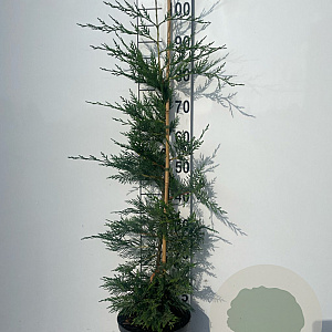 Cupressocyparis leylandii 100-125 cm 5,0L