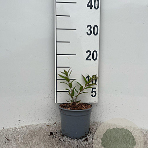 Deutzia gracilis 'Nikko' plantgoed C1.3