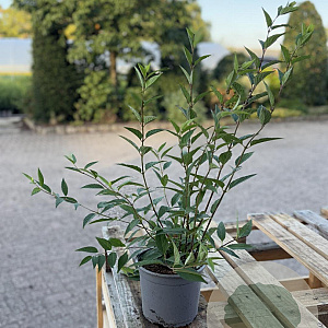 Deutzia rosea 40-60 cm 2,0L