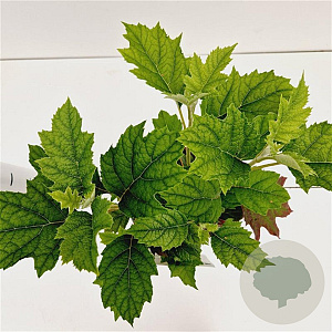 Hydrangea querc. 'Ruby Slippers' 30-40 cm 2,5L