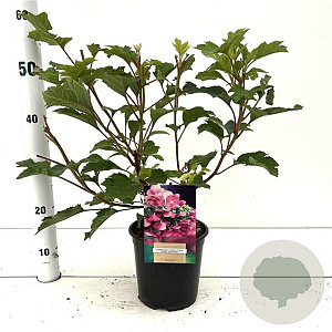 Hydrangea querc. 'Ruby Slippers' 30-40 cm 2,5L