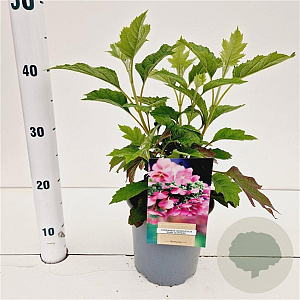 Hydrangea querc. 'Ruby Slippers' 30-40 cm 2,5L