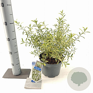Eriostemon myoporoides Gold Touch 30-40 cm 3,0L