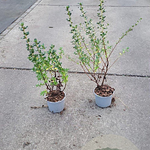 Escallonia 'Apple Blossom' 30-40 cm C1.3