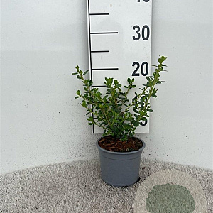 Escallonia 'Donard Seedling' 15-20 cm C1.3