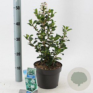 Escallonia 'Iveyi' 30-40 cm 3,0L