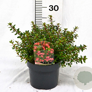 Escallonia 'Red Dream' 25-30 cm 3,0L
