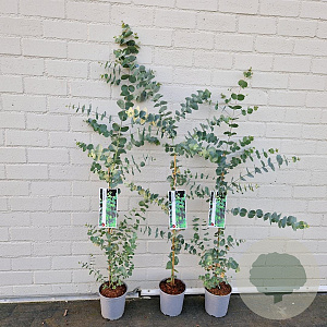 Eucalyptus gunnii 70-75 cm 2,5L