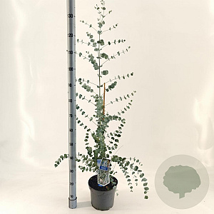 Eucalyptus gunnii Silverana 30-40 cm 5,0L