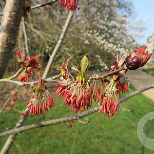 Euptelea pleiosperma 10-12 HO draadkluit