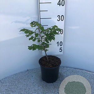 Fagus sylvatica 40-60 cm 2,0L