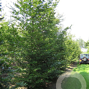 Fagus sylvatica 20-25 HO draadkluit geveerd