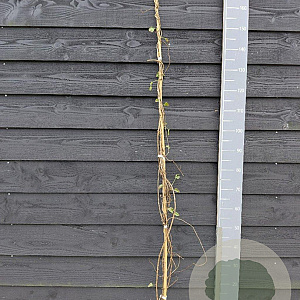 Fallopia baldschuanica 150-175 cm vierkant rond 5,5L