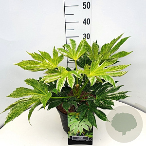 Fatsia japonica 'Spider's Web' 30-40 cm 10L
