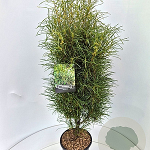 Frangula alnus Fine Line 120-140 cm 15L